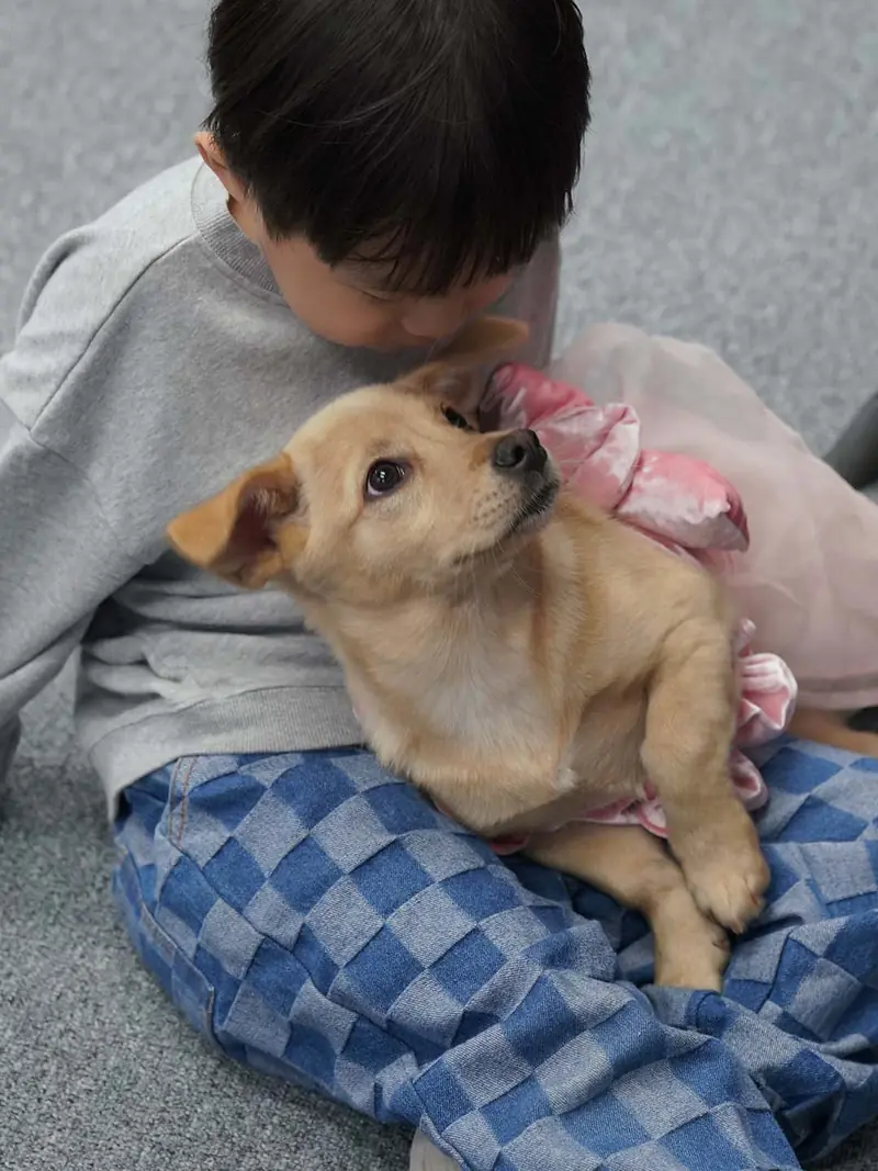 임시보호 가정에서 품에 안긴 강아지